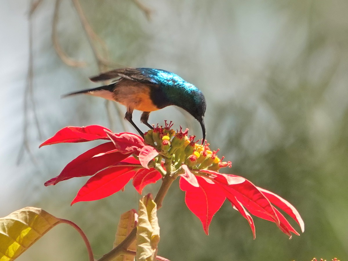 Variable Sunbird - ML624177105