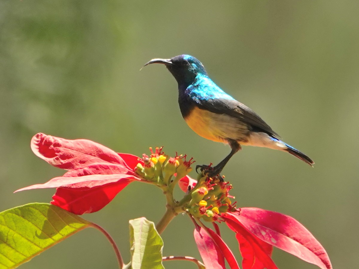 Variable Sunbird - ML624177106