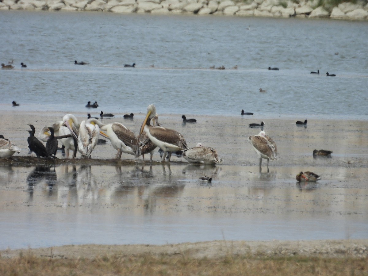 Great White Pelican - ML624177107