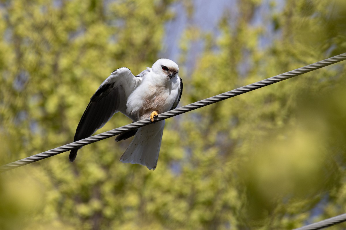 Black-shouldered Kite - ML624177110