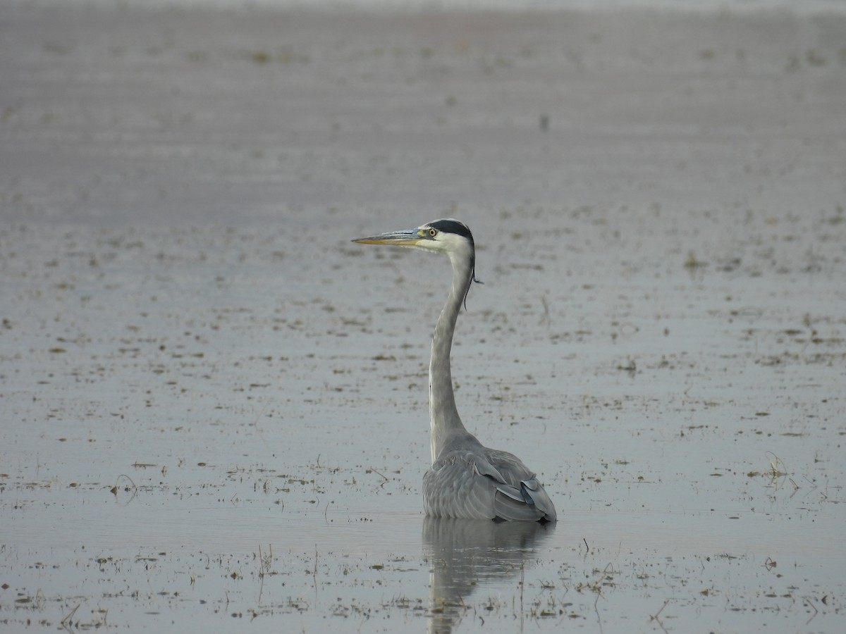 Gray Heron - ML624177122