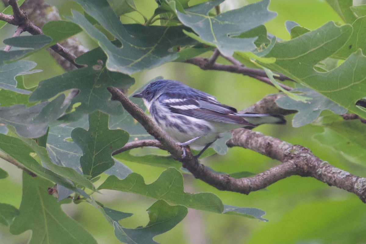 Cerulean Warbler - ML624177149