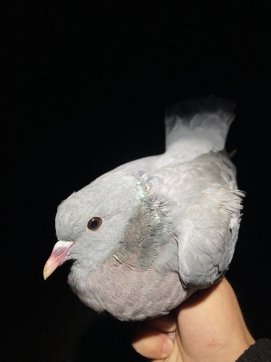 Stock Dove - ML624177154