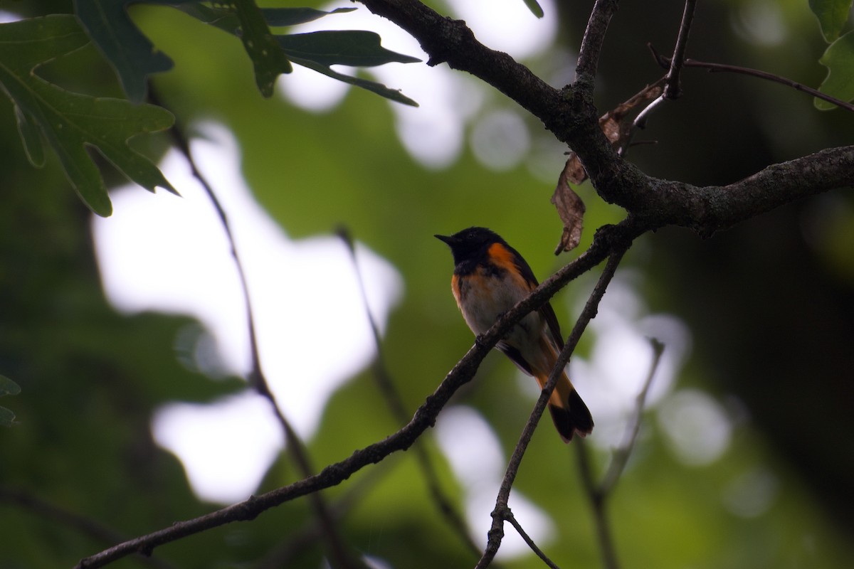 American Redstart - John Breker