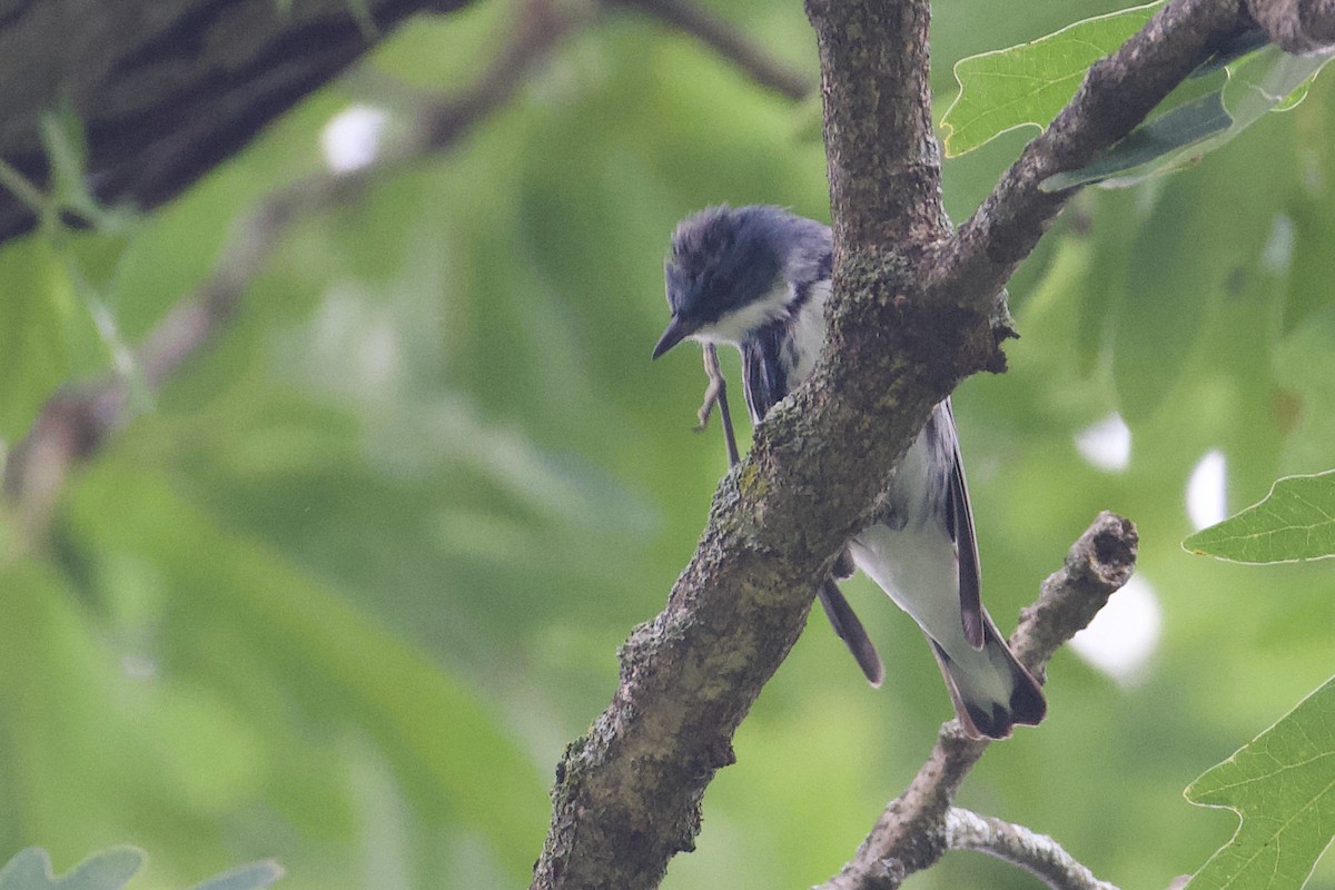 Cerulean Warbler - ML624177156