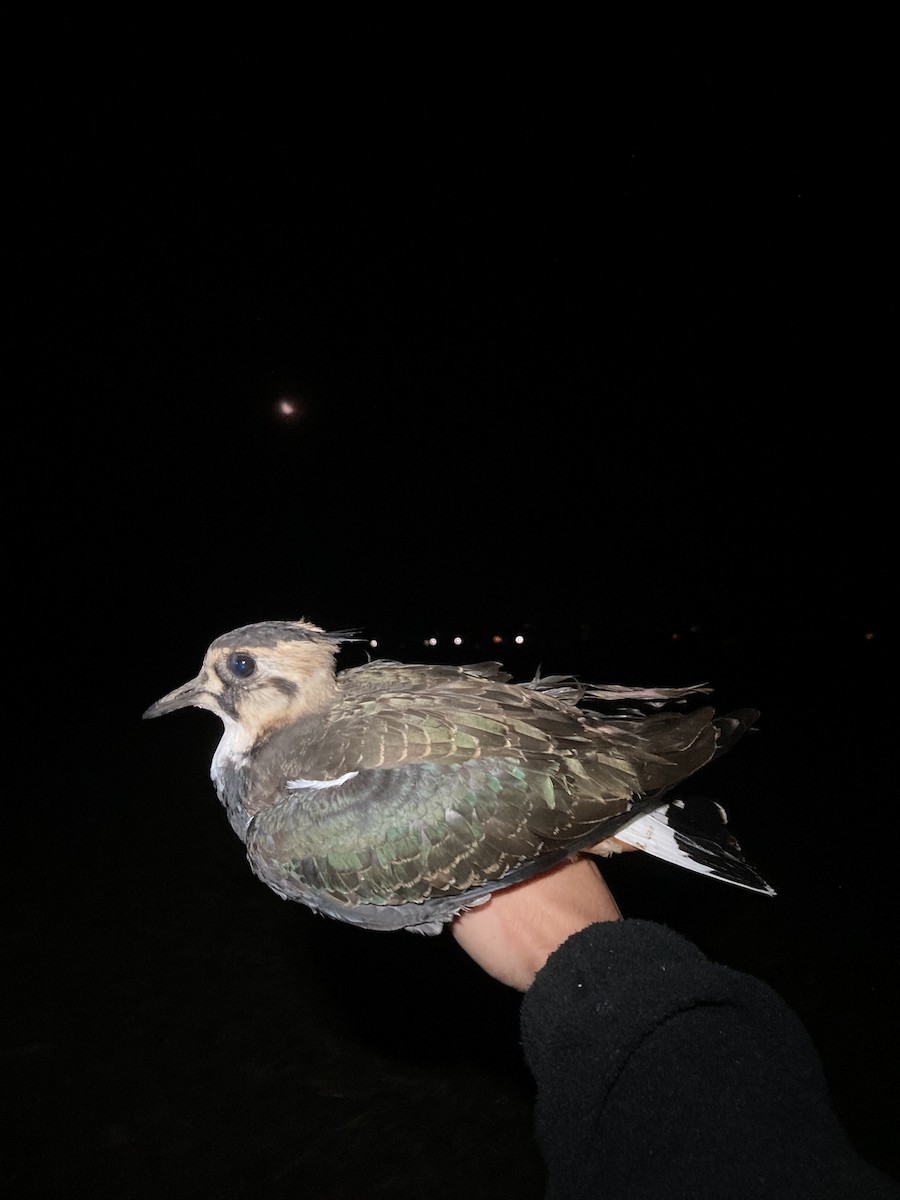 Northern Lapwing - Tomáš  Oplocký