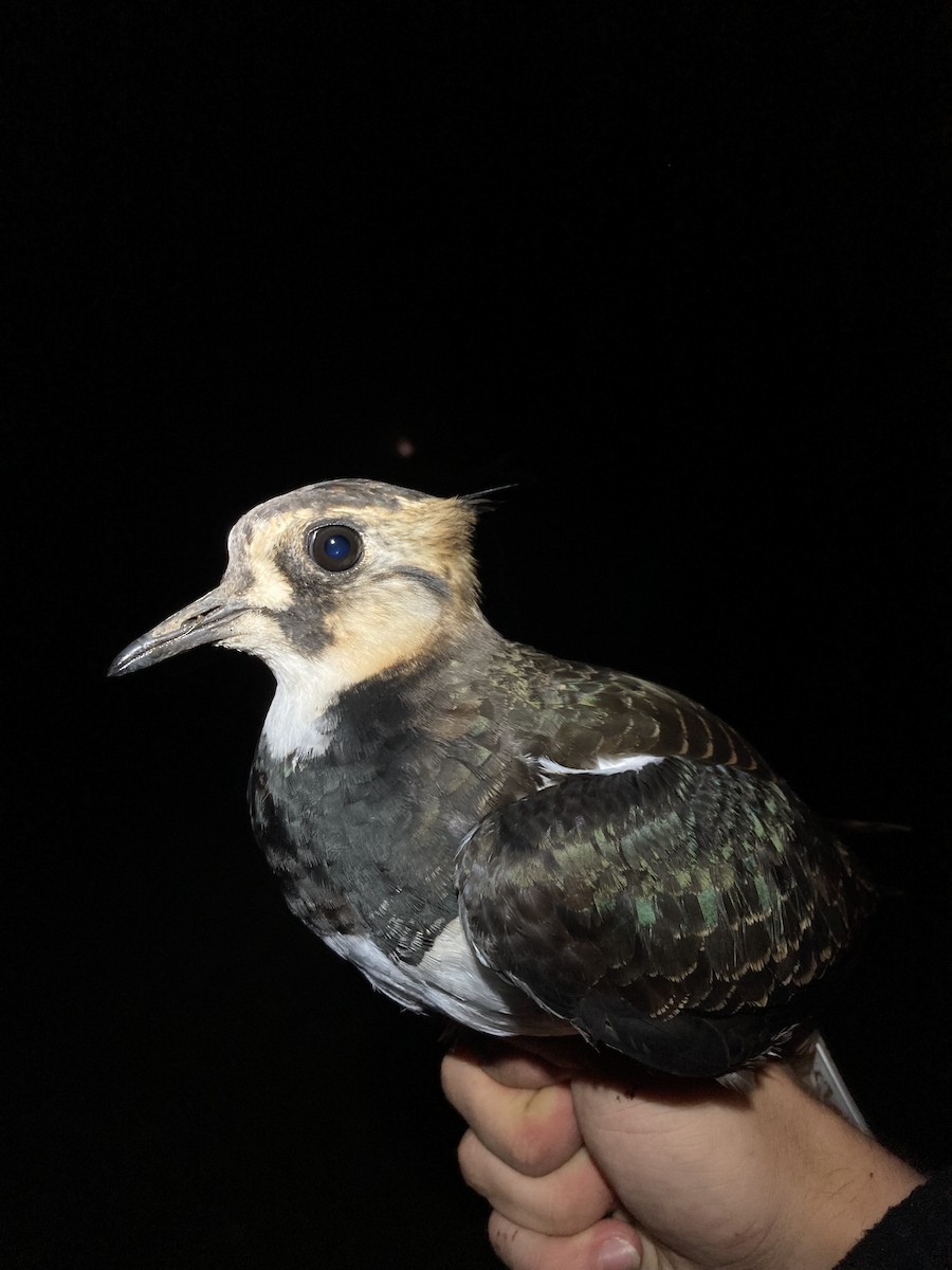 Northern Lapwing - ML624177158