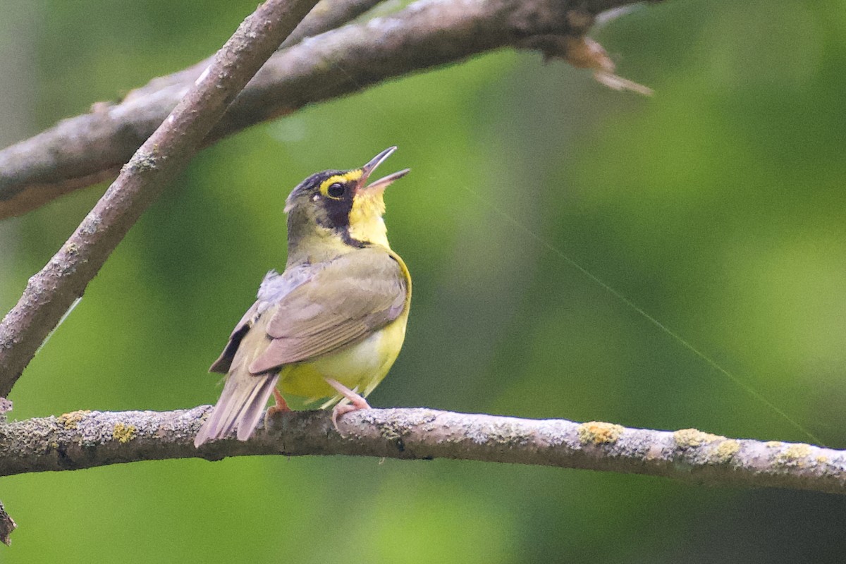 Kentucky Warbler - John Breker