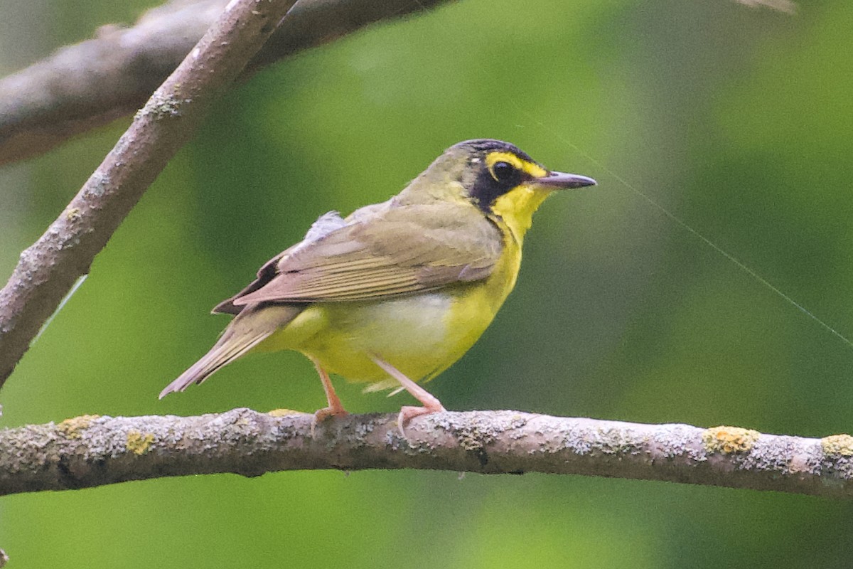 Kentucky Warbler - ML624177160