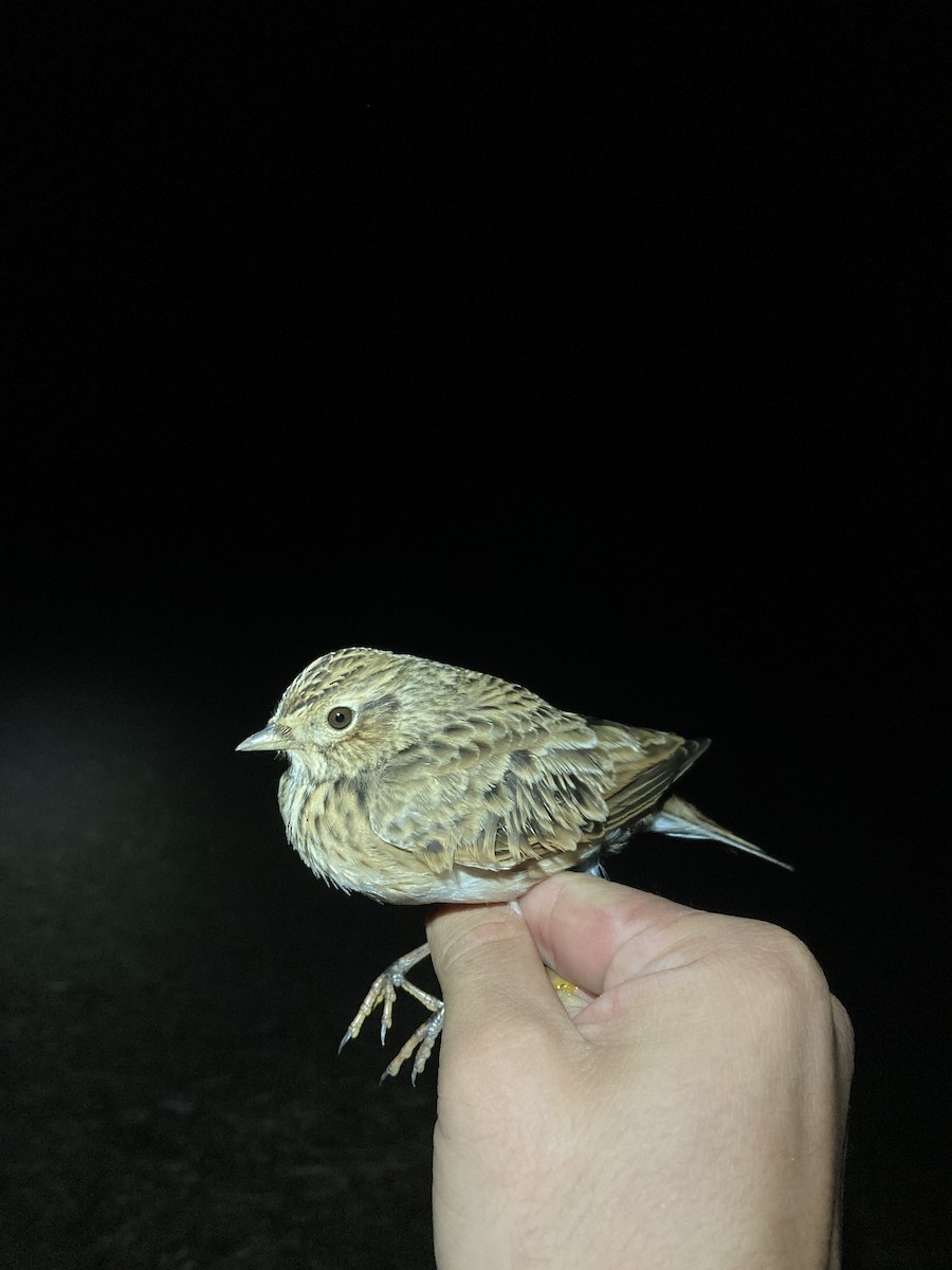 Eurasian Skylark - ML624177163