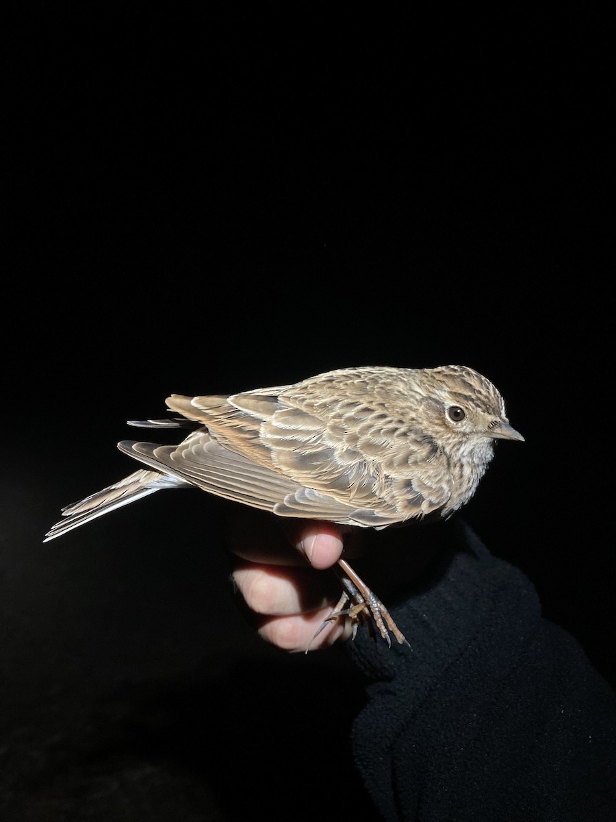 Eurasian Skylark - ML624177164