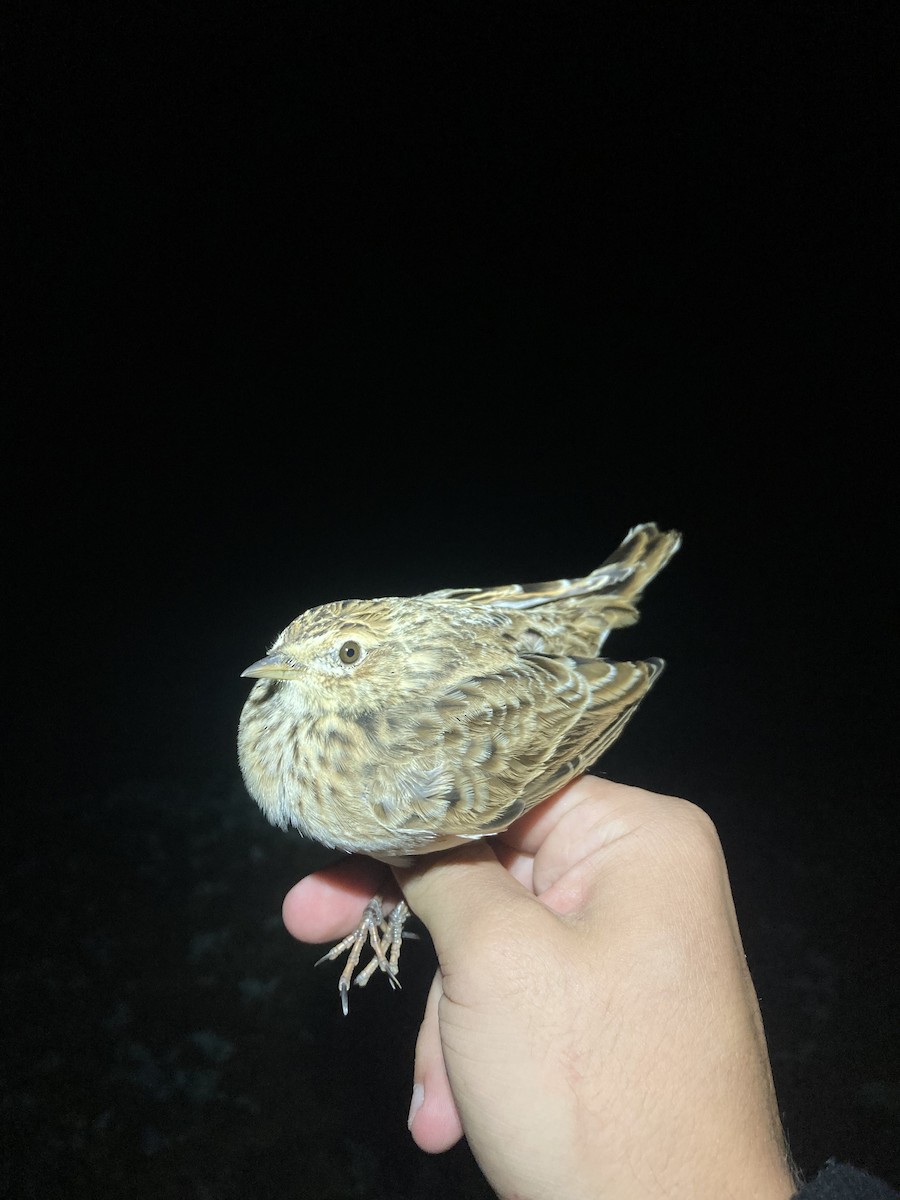 Eurasian Skylark - ML624177165