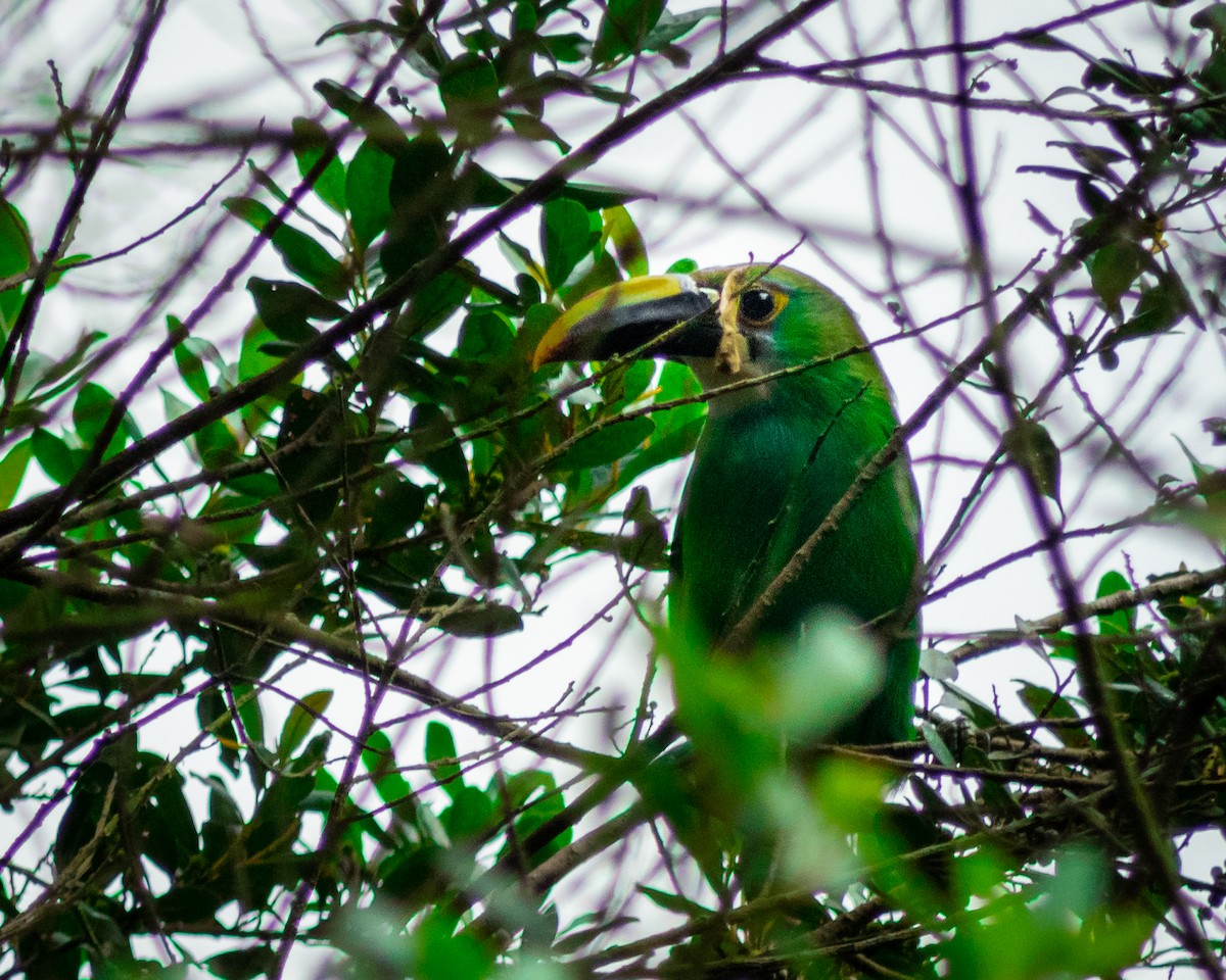 Southern Emerald-Toucanet - ML624177170