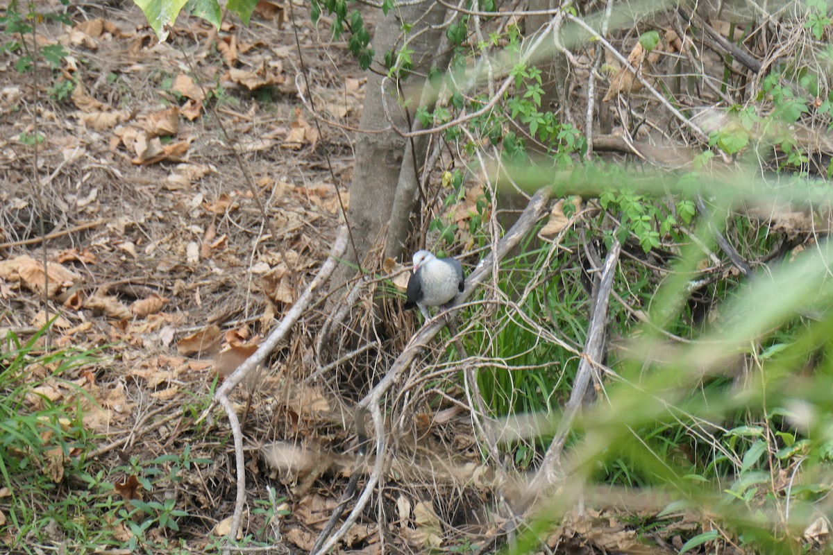 White-headed Pigeon - ML624177177