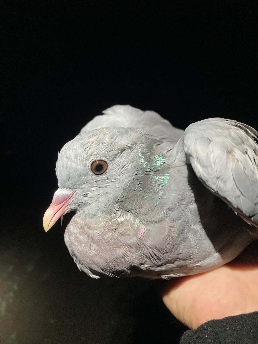 Stock Dove - ML624177178