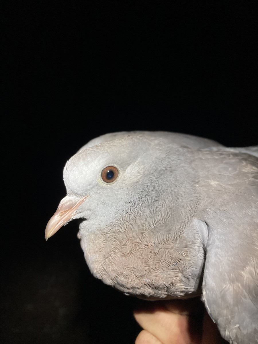 Stock Dove - ML624177179