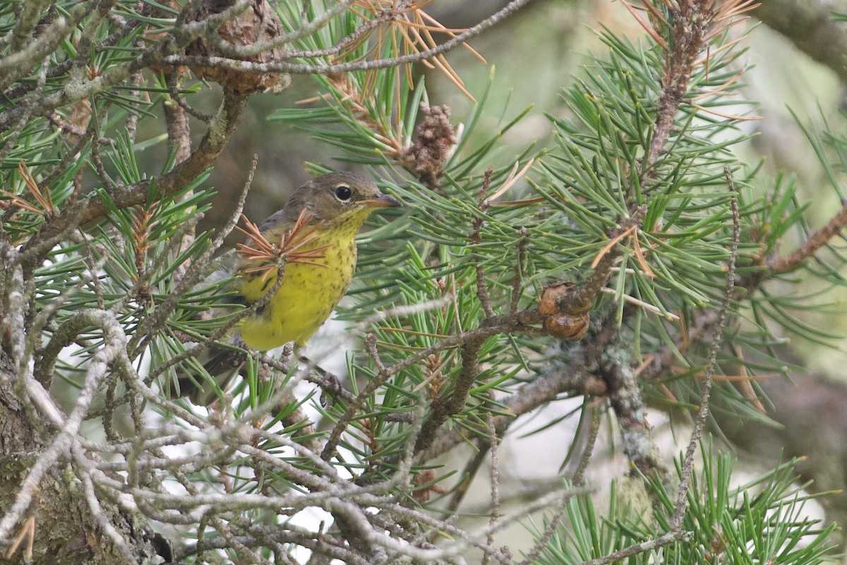 Kirtland's Warbler - John Breker