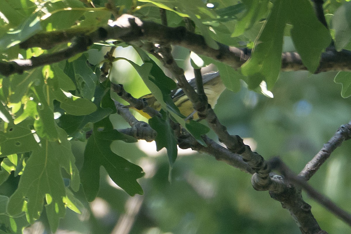 Blackburnian Warbler - ML624177188