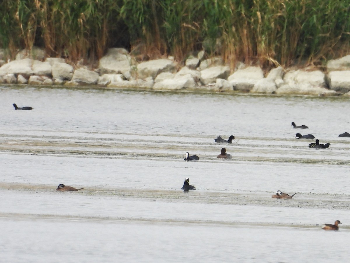 White-headed Duck - ML624177189