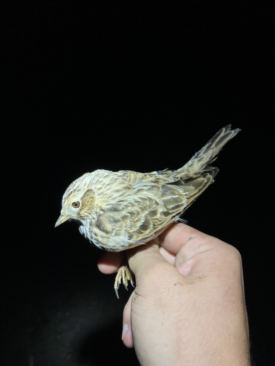 Eurasian Skylark - ML624177191