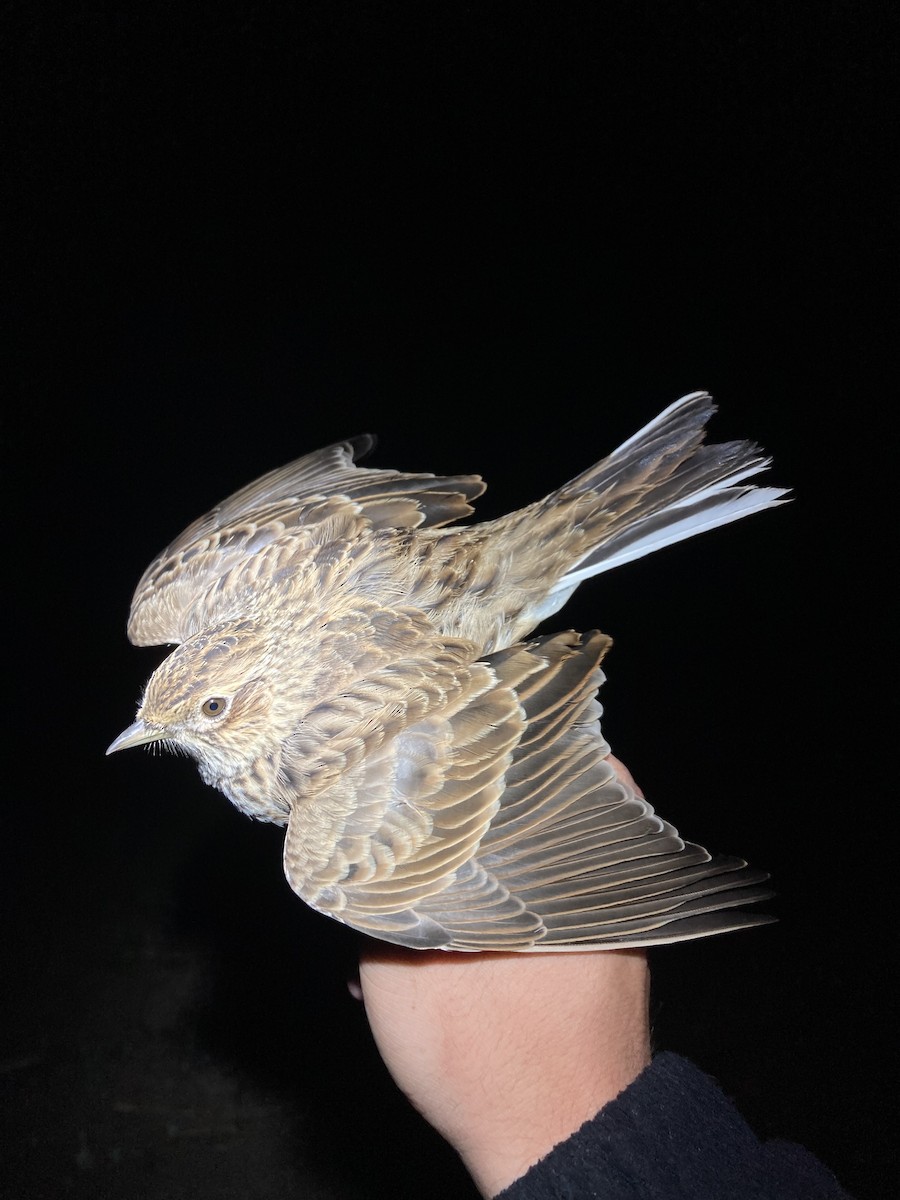 Eurasian Skylark - ML624177193