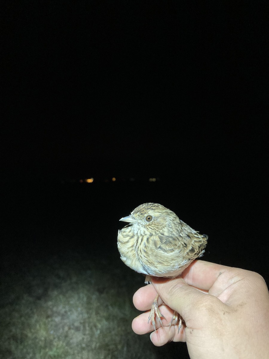 Eurasian Skylark - ML624177194