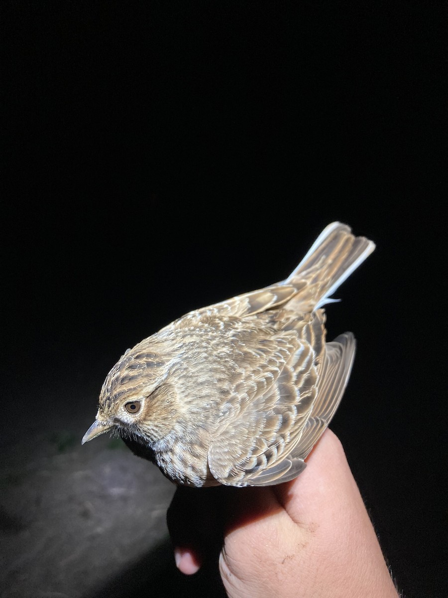 Eurasian Skylark - ML624177195