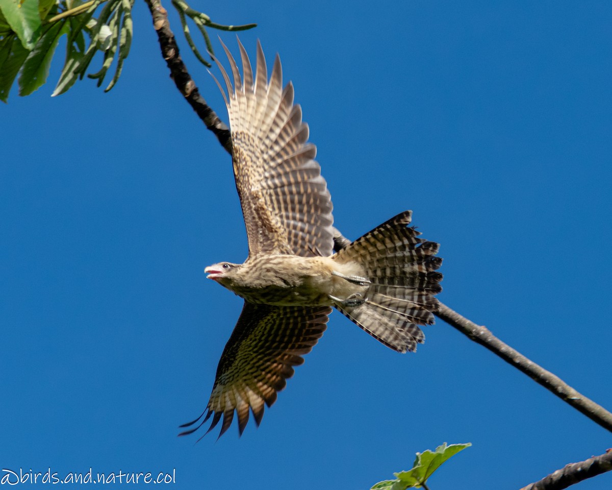 Yellow-headed Caracara - ML624177197