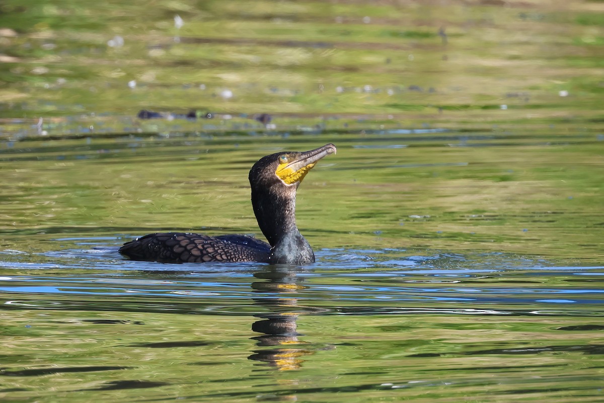 Great Cormorant - ML624177198