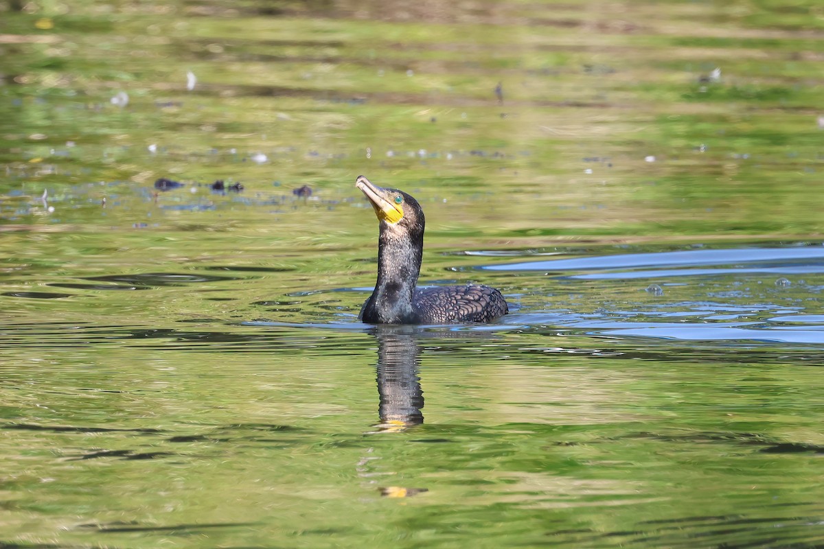 Great Cormorant - Dennis Devers