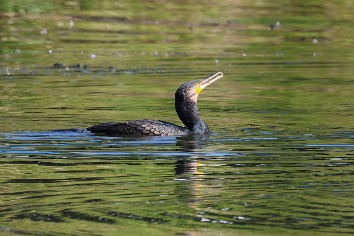 Great Cormorant - ML624177200