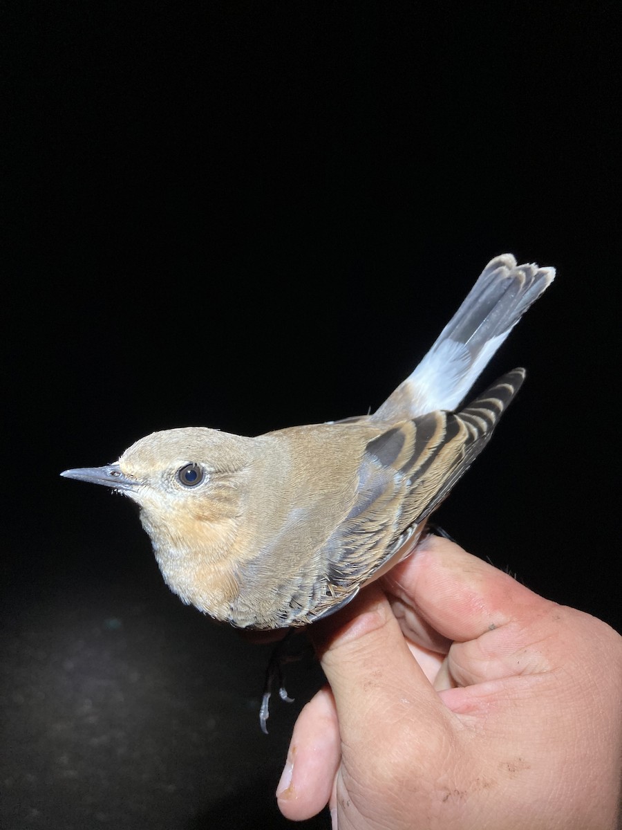 Northern Wheatear - ML624177201