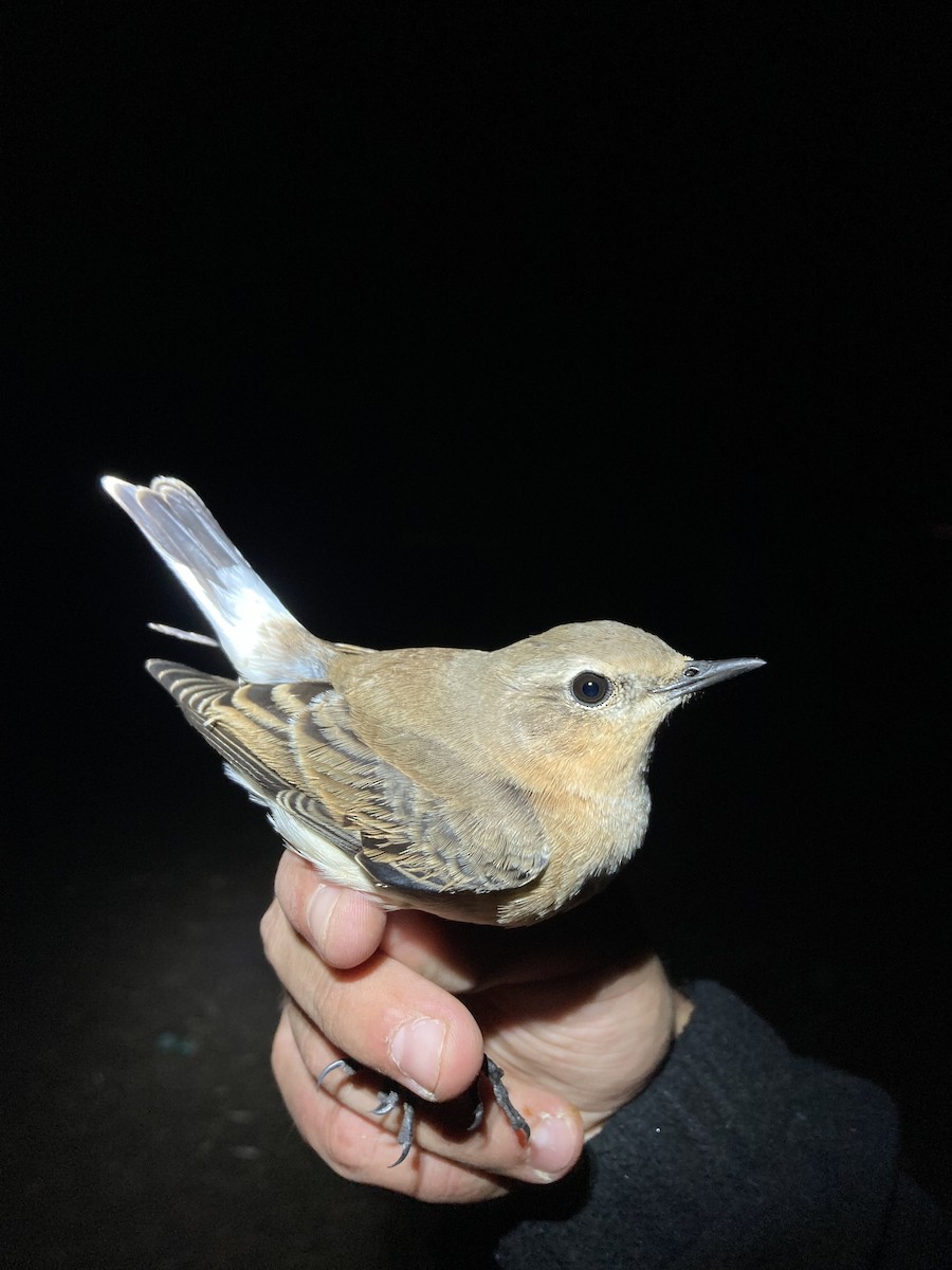 Northern Wheatear - ML624177202