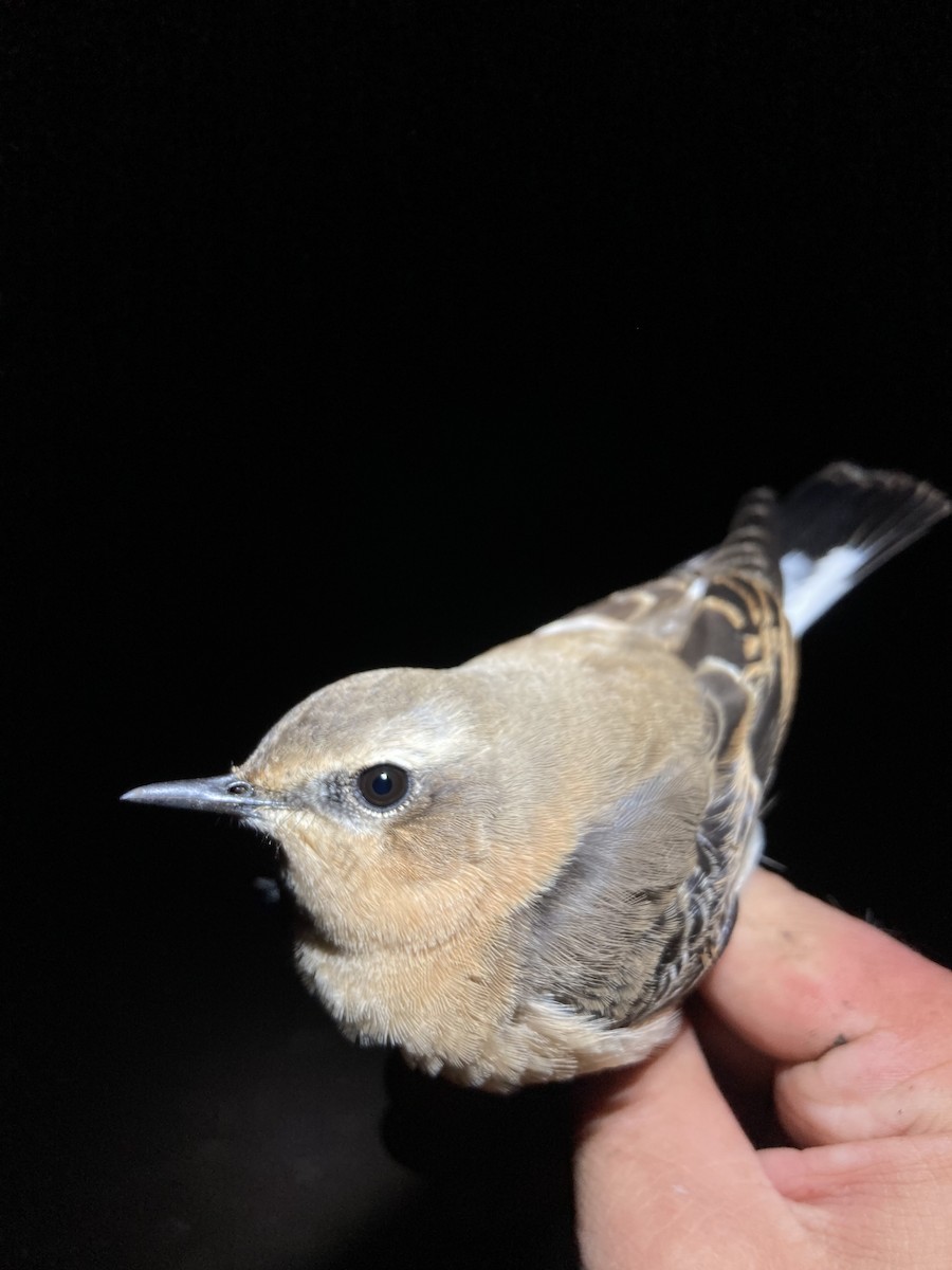 Northern Wheatear - Tomáš  Oplocký