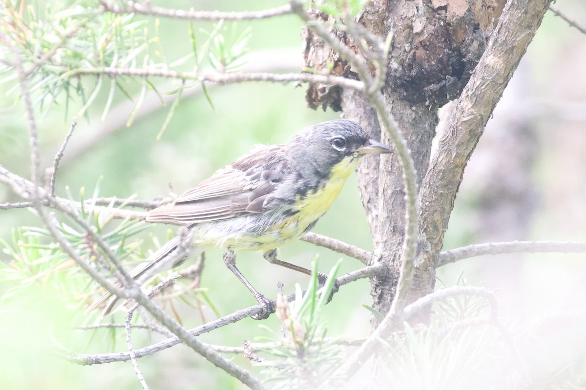 Kirtland's Warbler - ML624177204