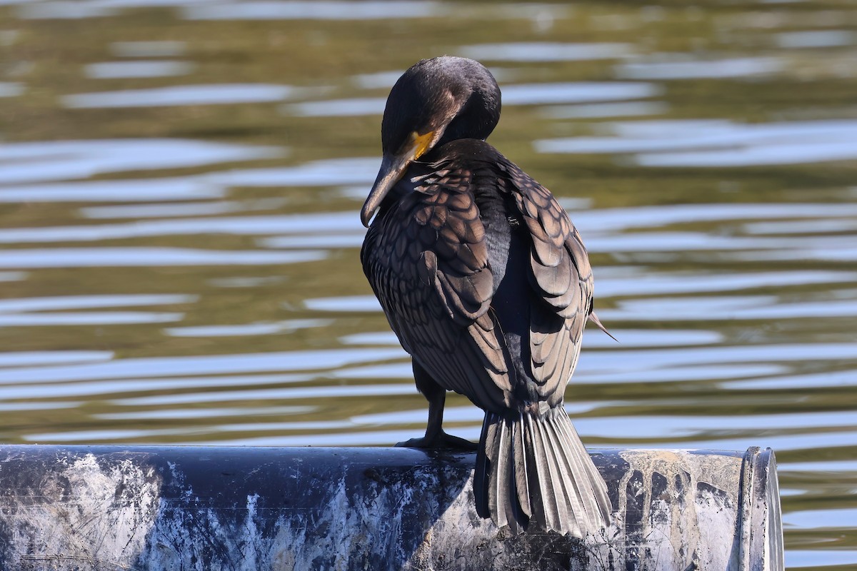 Great Cormorant - ML624177206