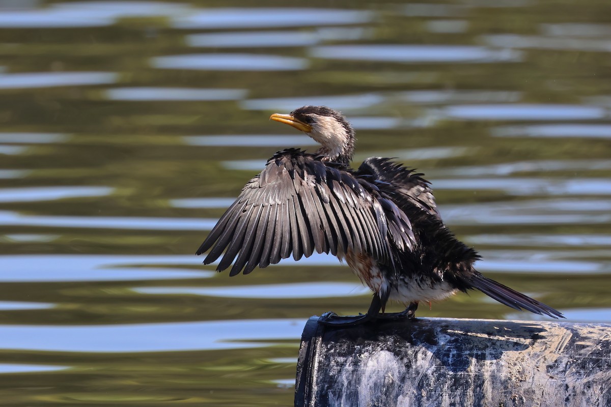 Little Pied Cormorant - ML624177207