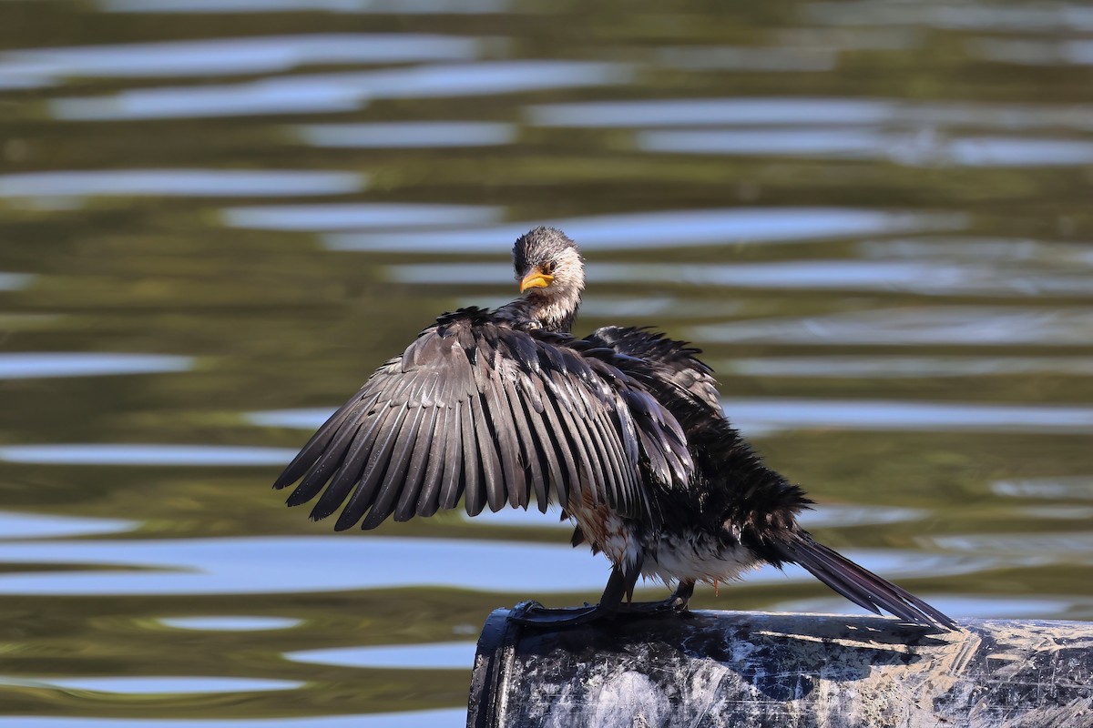 Little Pied Cormorant - ML624177208