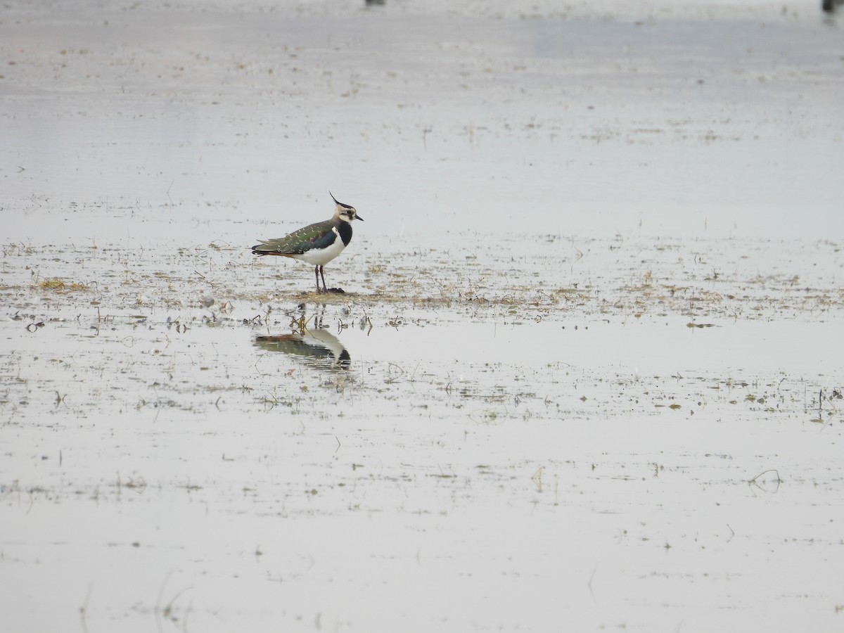 Northern Lapwing - ML624177209