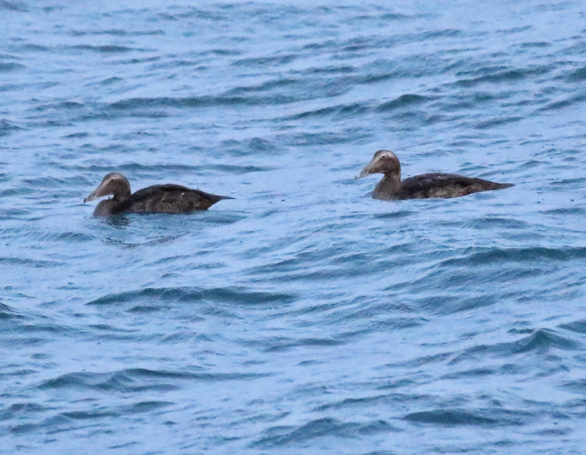 Common Eider - ML624177213