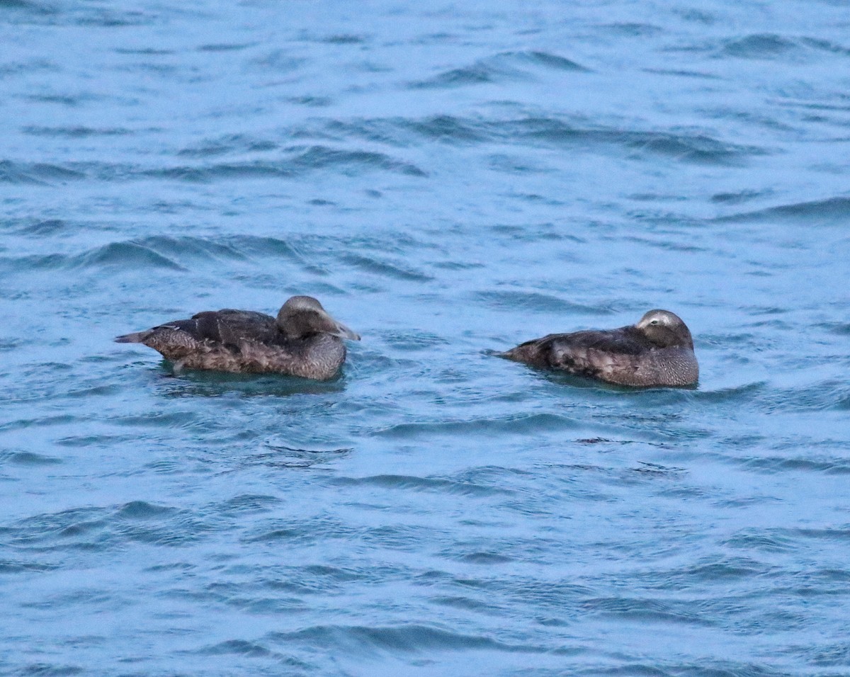 Common Eider - ML624177214