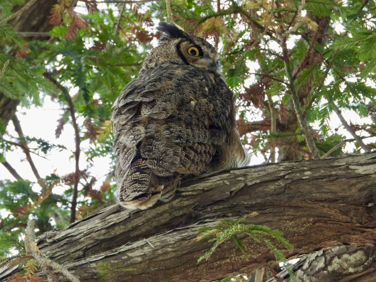 Great Horned Owl - ML624177216