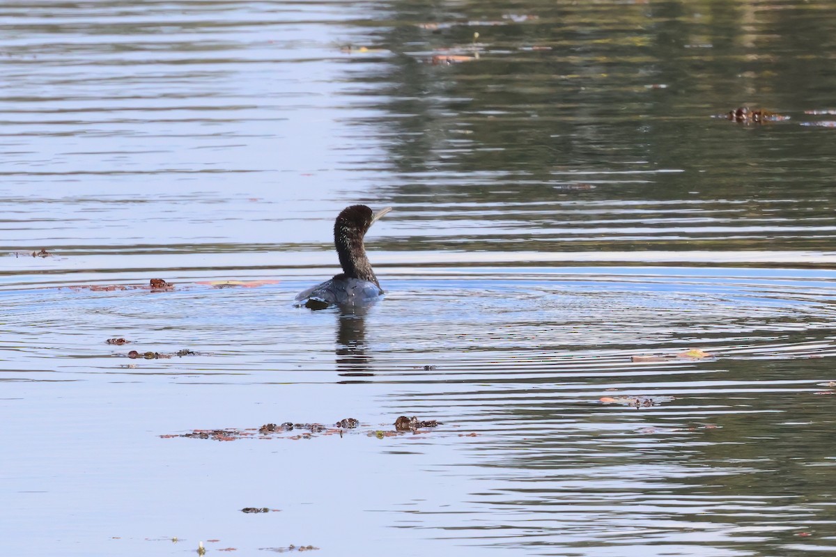 Little Black Cormorant - ML624177217