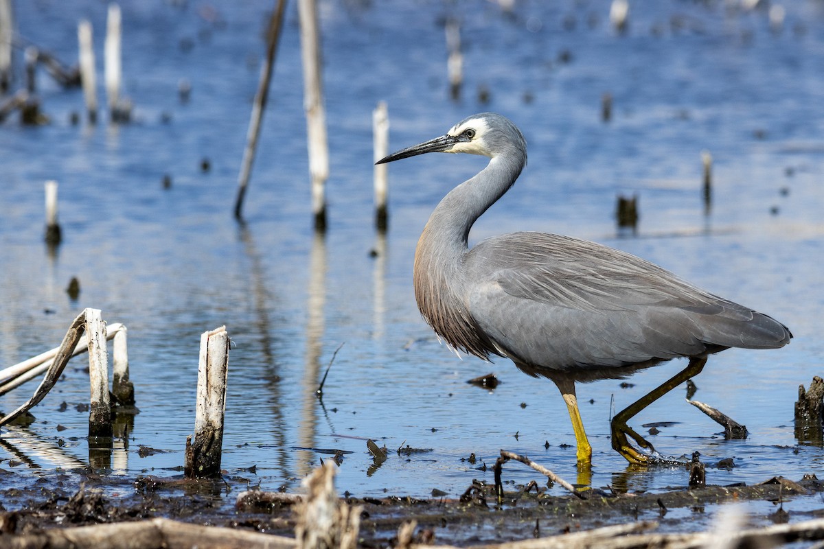 White-faced Heron - ML624177218