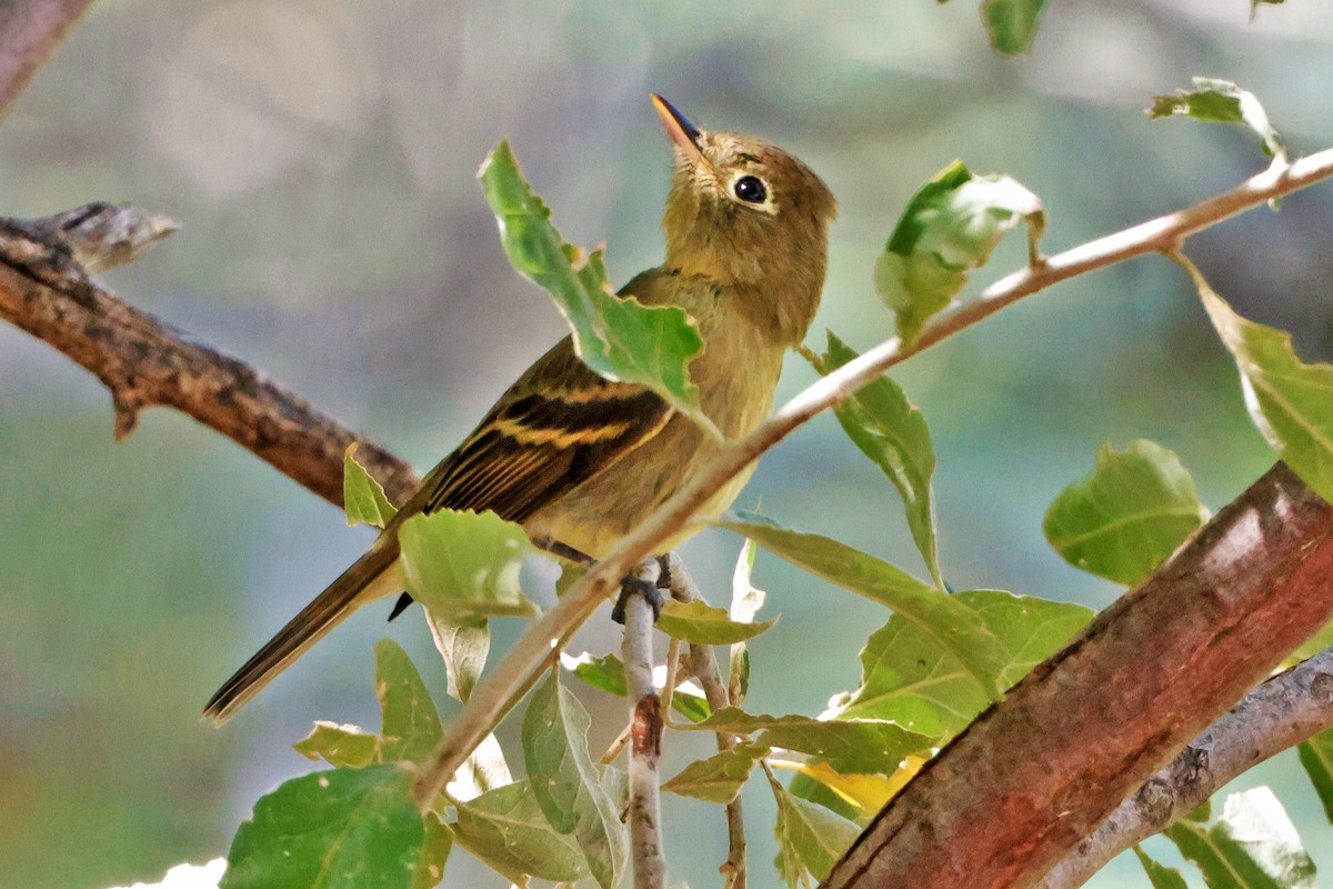 Dusky Flycatcher - ML624177219