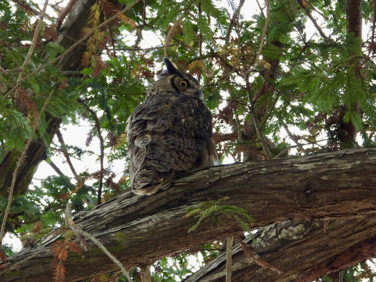 Great Horned Owl - ML624177220