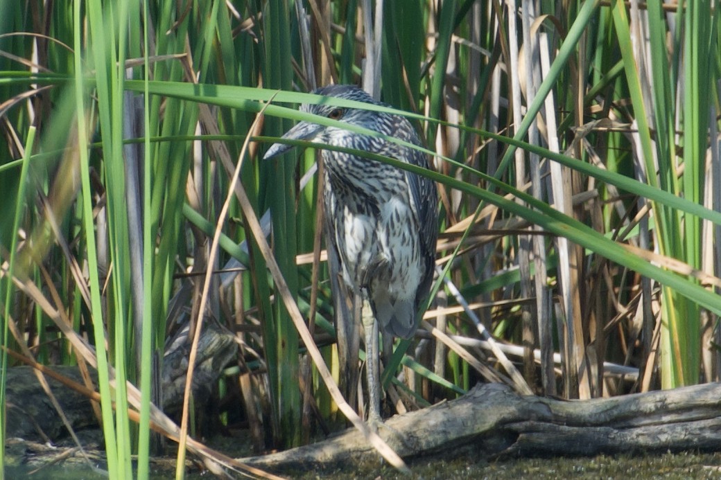 Yellow-crowned Night Heron - ML624177221