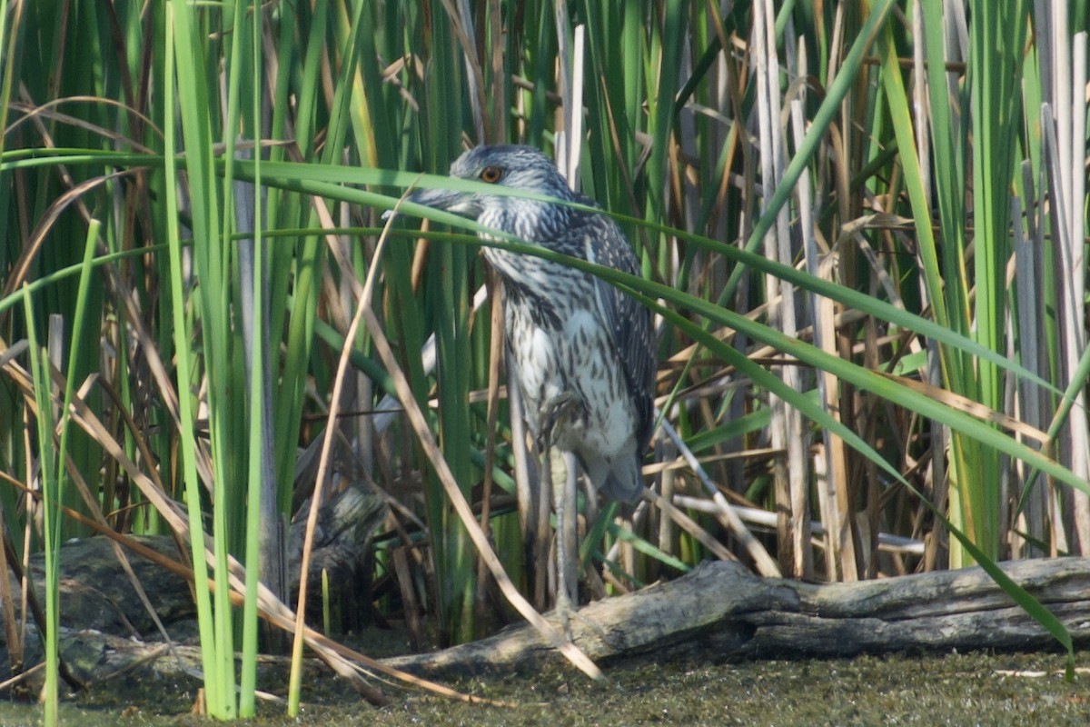 Yellow-crowned Night Heron - ML624177222