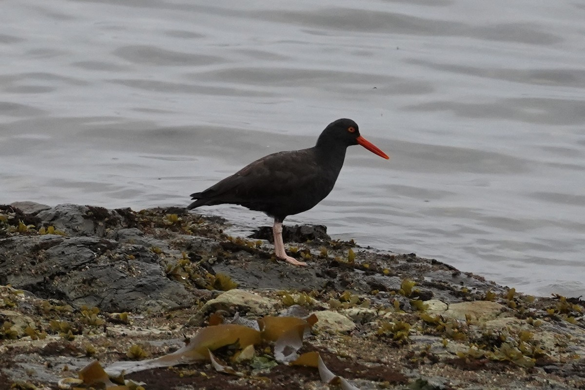 Black Oystercatcher - ML624177223