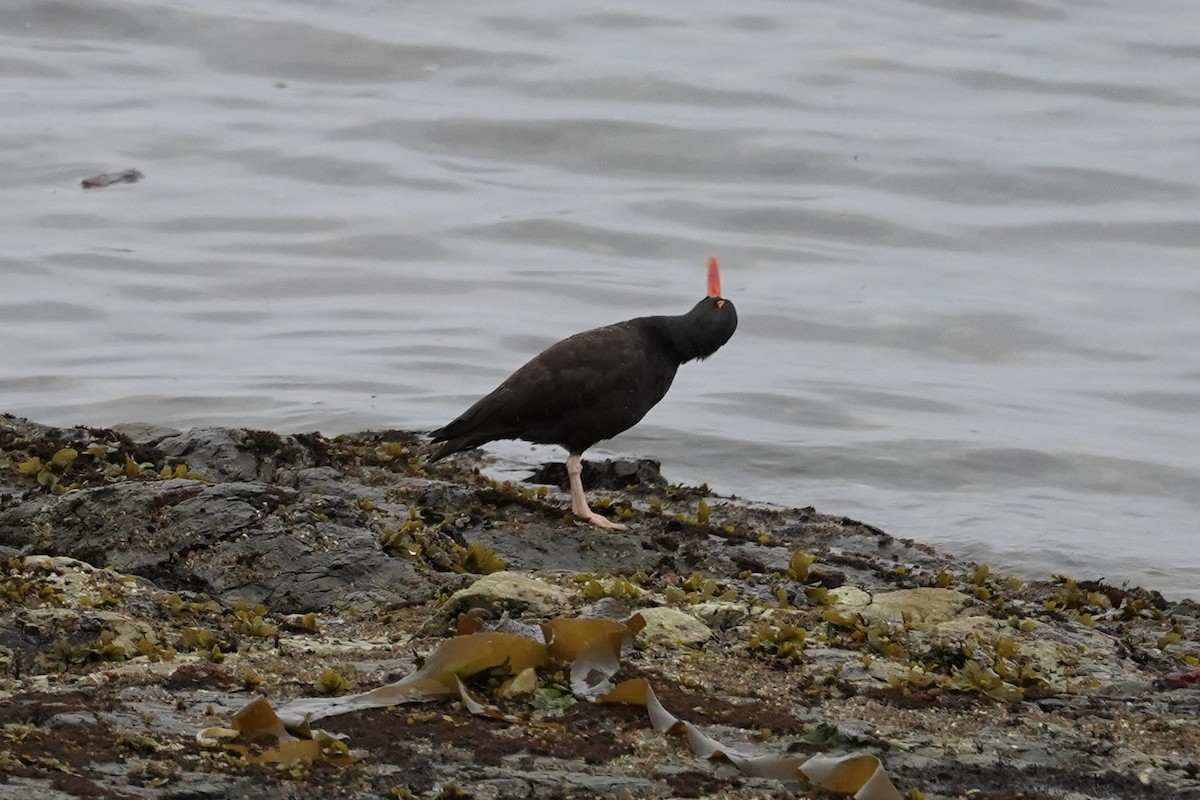 Black Oystercatcher - ML624177224